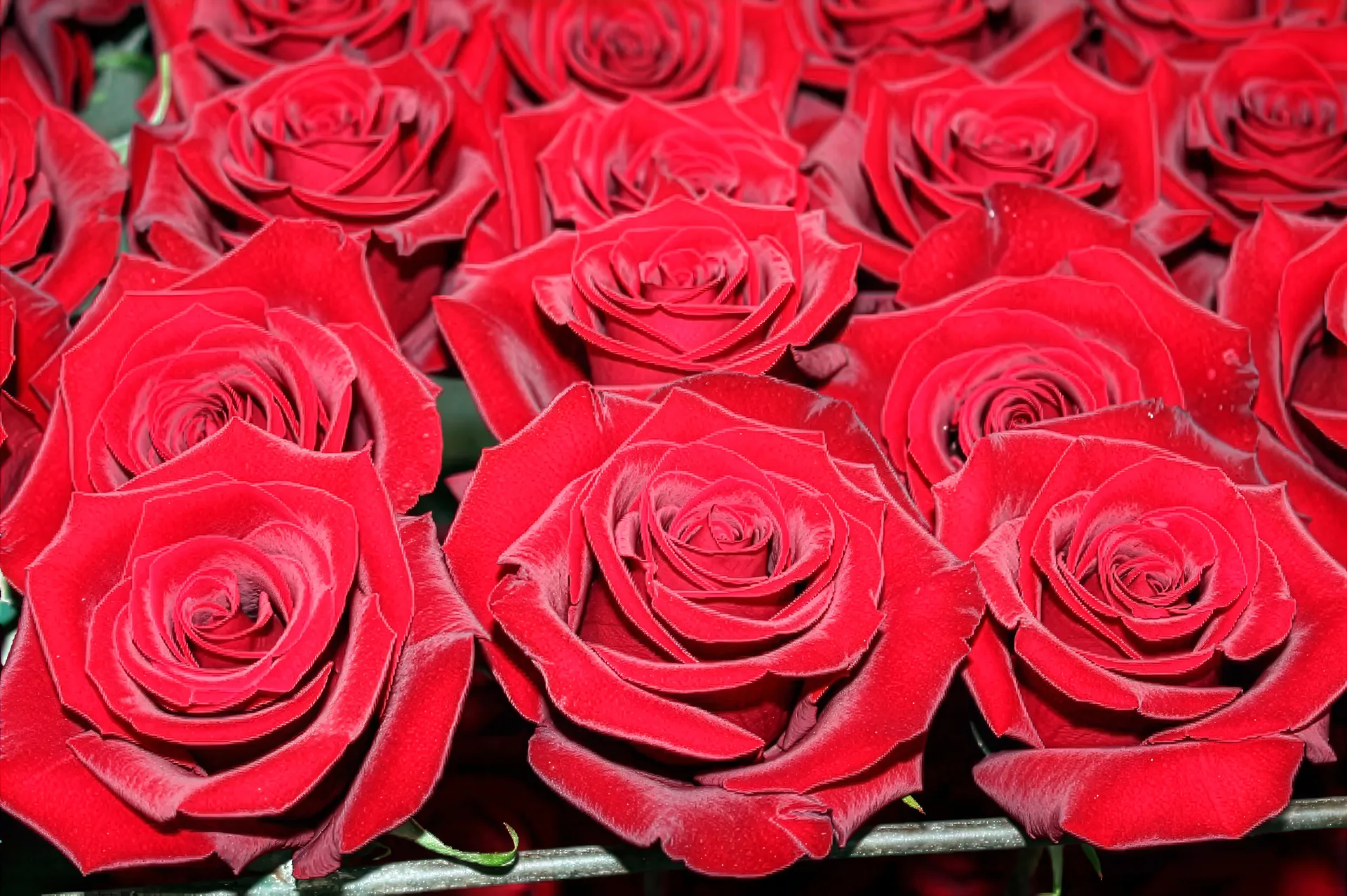 AMOROSA エクアドル産 大輪の赤い薔薇 高密度・深い発色